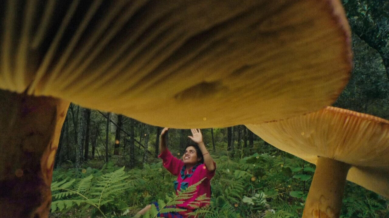 Daughters of the Forest: The Mycelium Chronicles
